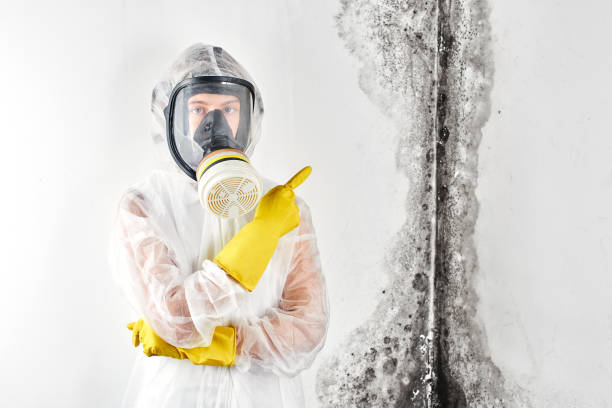 Reliable Thornton, IL Mold Removal & Remediation Solutions